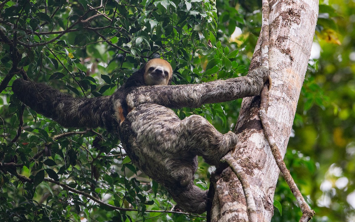 Pale-throated Three-toed Sloth - ML641452668