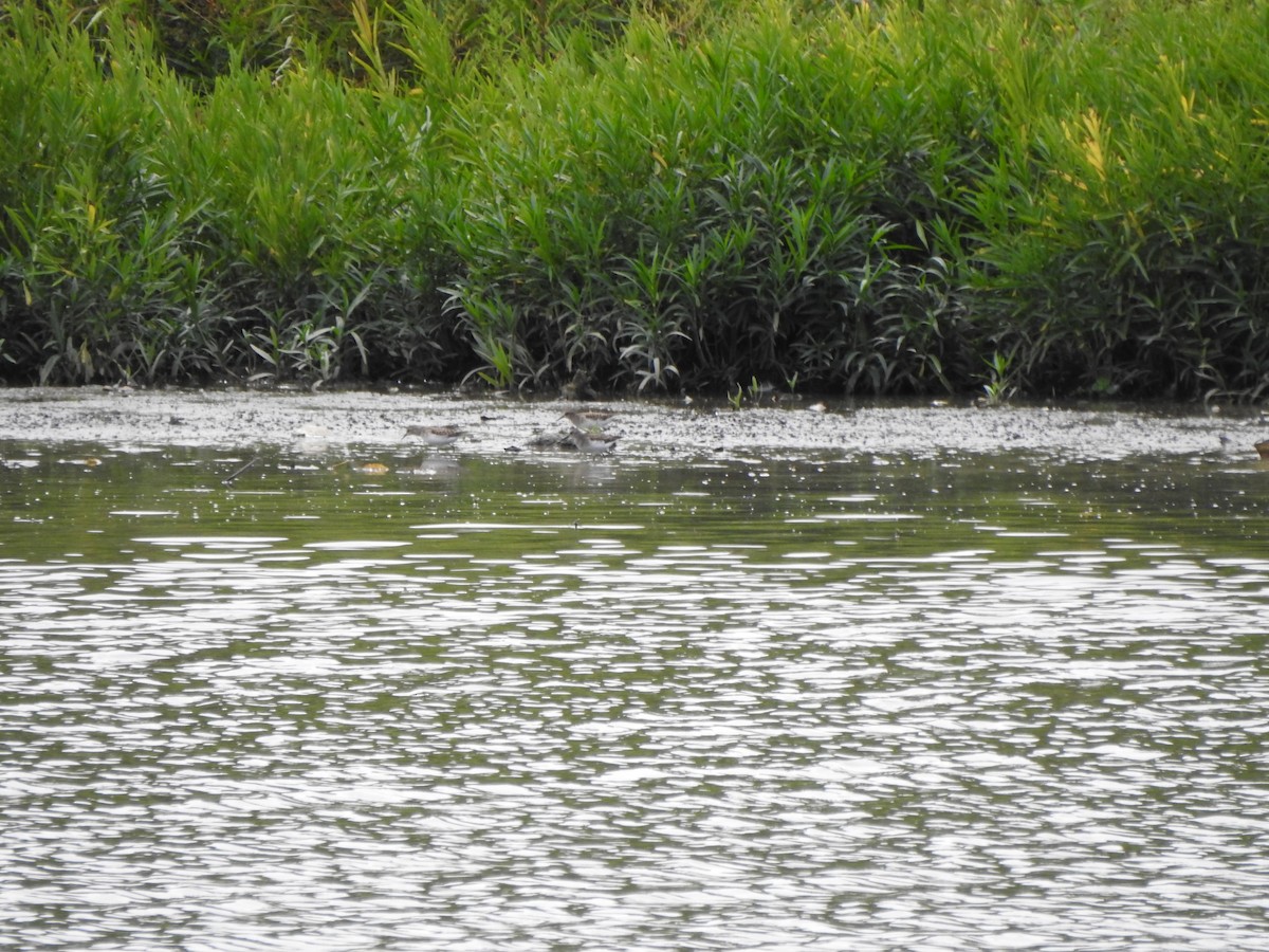 Least Sandpiper - ML641452670