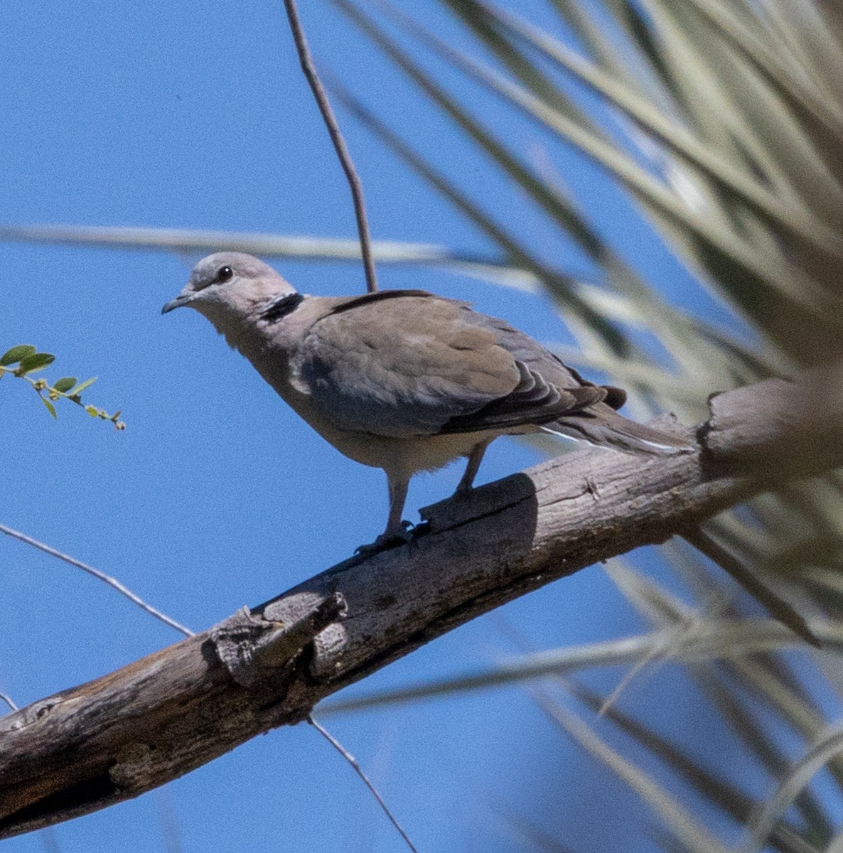 Ring-necked Dove - ML641452678