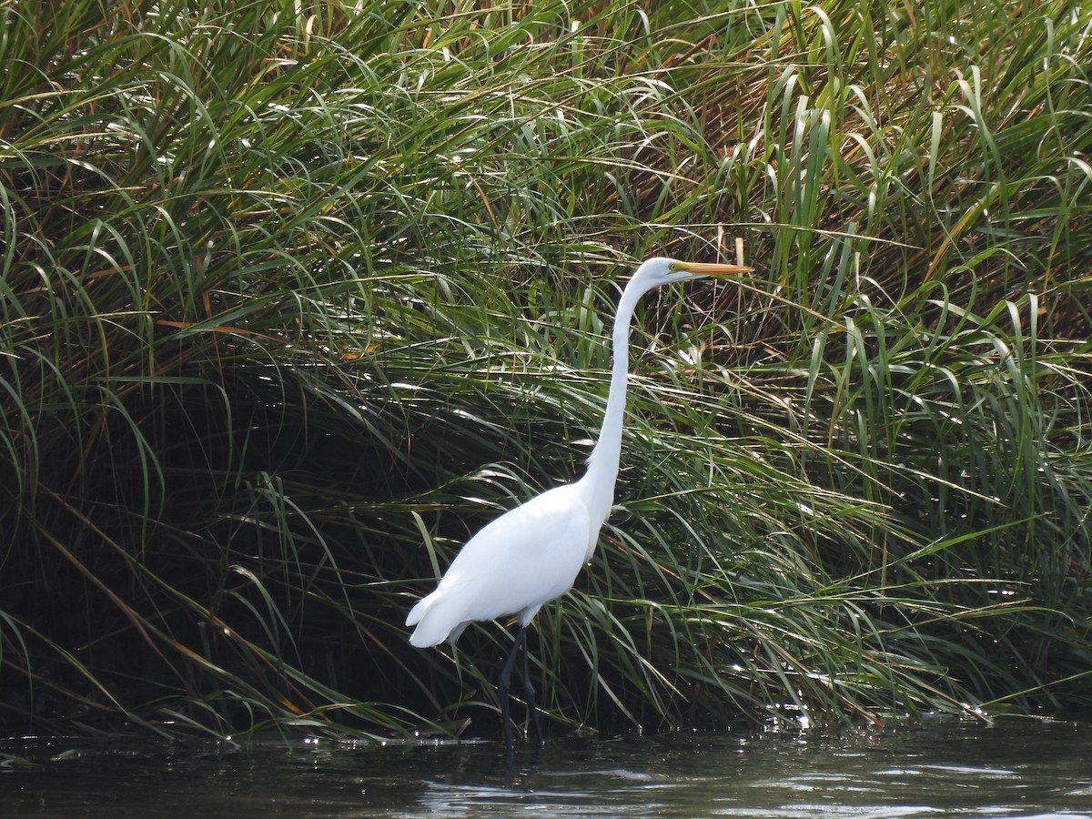 Great Egret - ML641452683