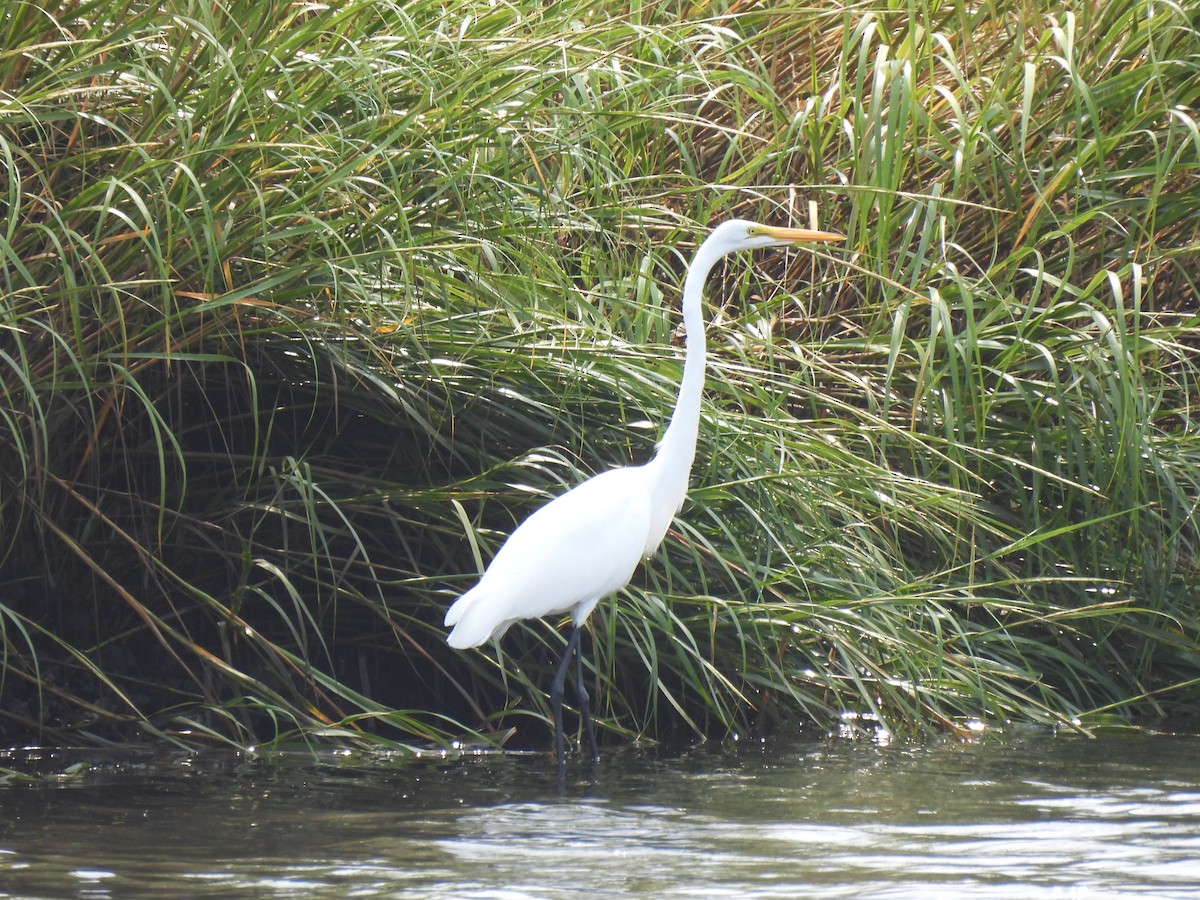 Great Egret - ML641452684