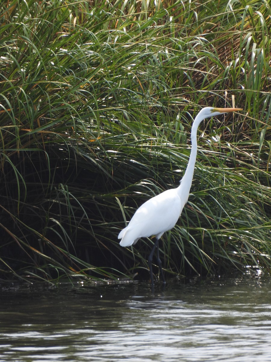 Great Egret - ML641452685