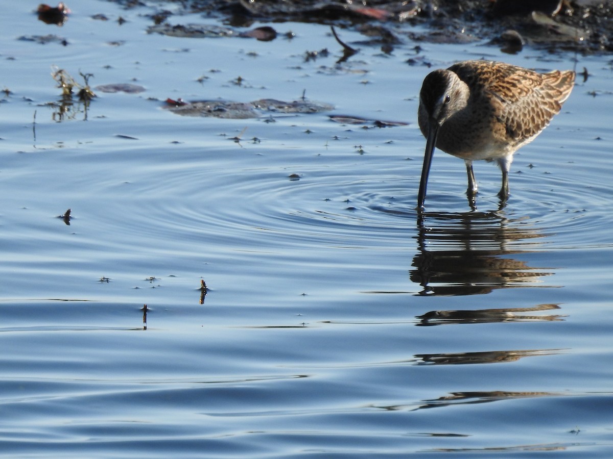 Short-billed Dowitcher - ML641452705