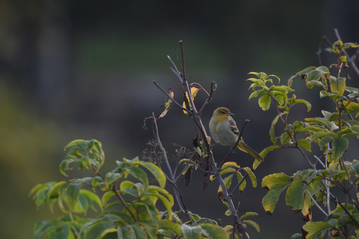 Bullock's Oriole - ML641452714