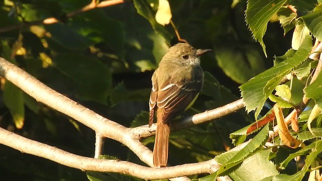 Great Crested Flycatcher - ML641452739