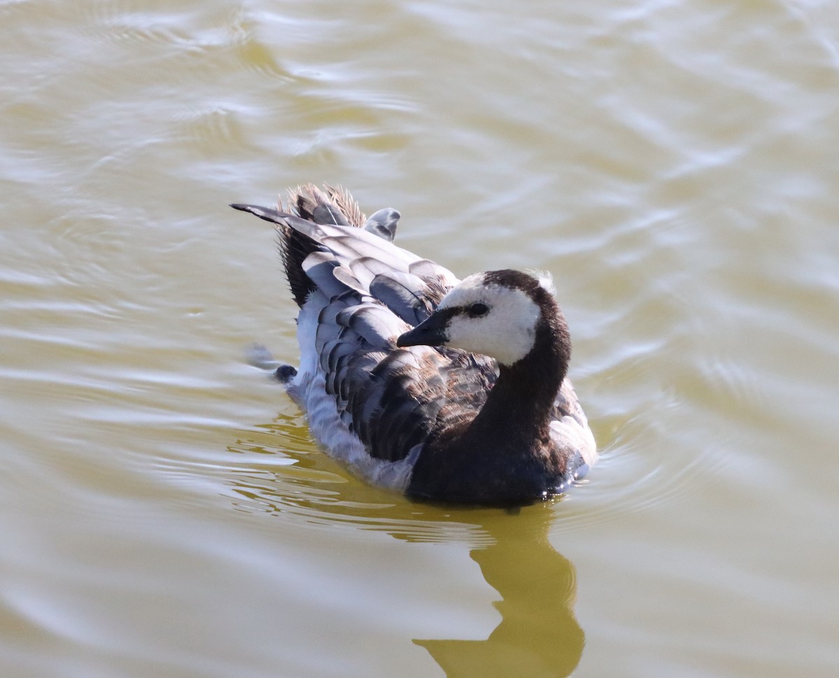 Barnacle Goose - ML641452785