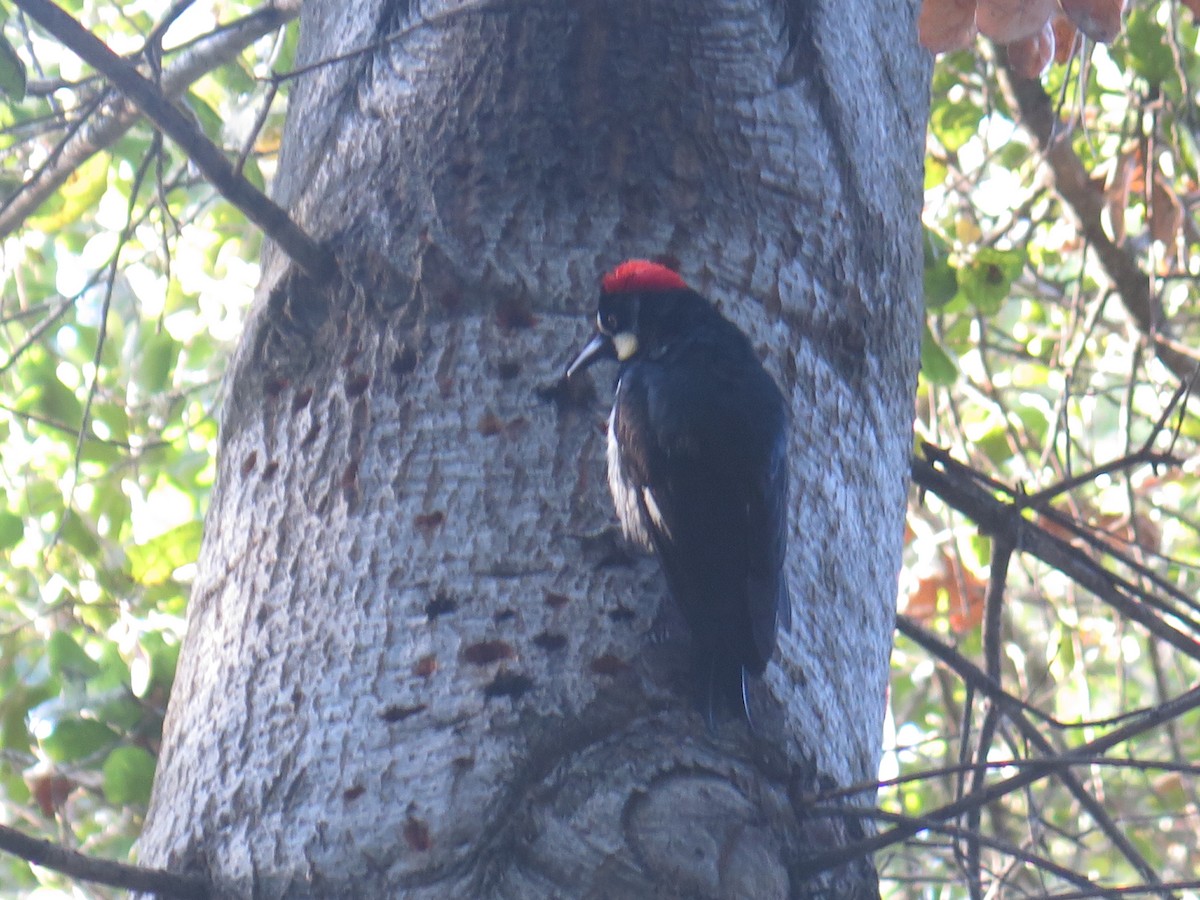 Acorn Woodpecker - ML641452789
