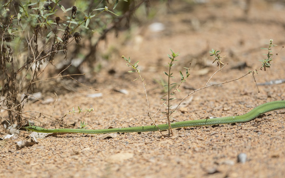 Green Vine Snake - ML641452792