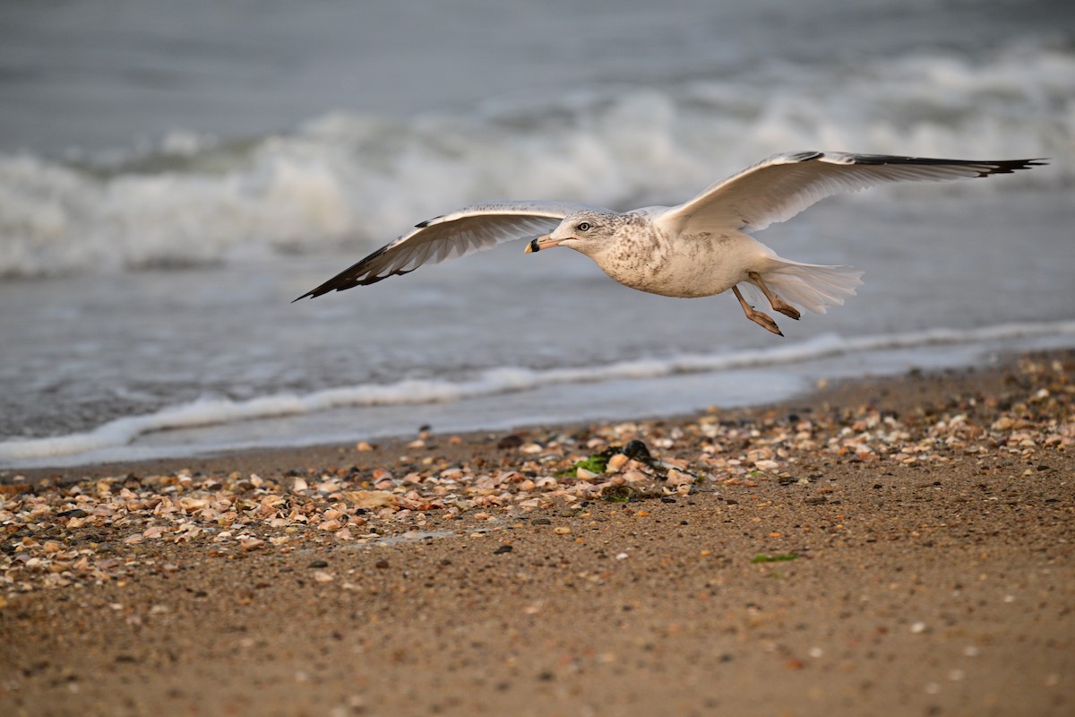 Ring-billed Gull - ML641452800