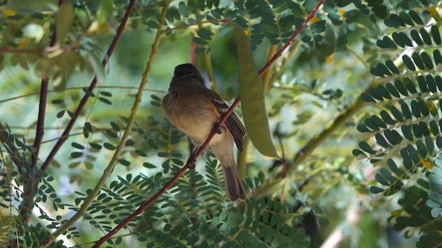 Western Flycatcher - ML641452829