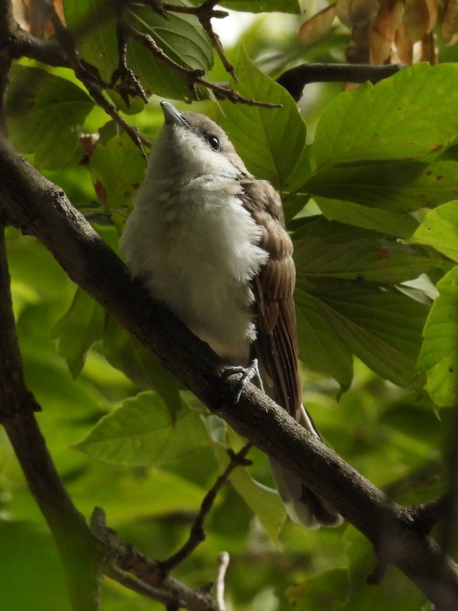 Yellow-billed Cuckoo - ML641452834