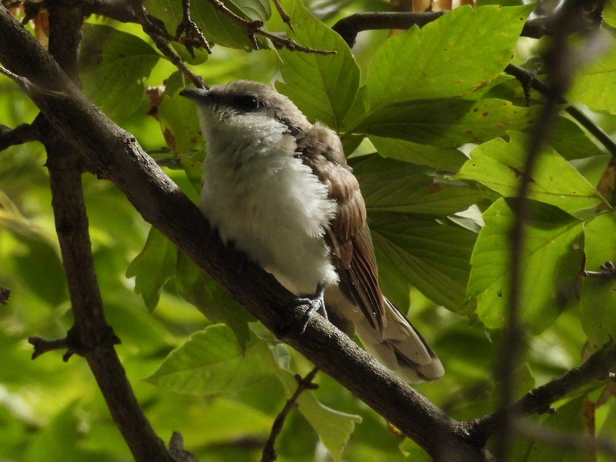 Yellow-billed Cuckoo - ML641452853