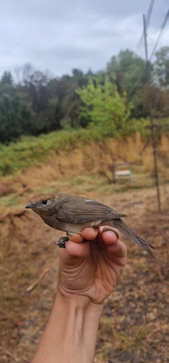 Eurasian Blackcap - ML641452854