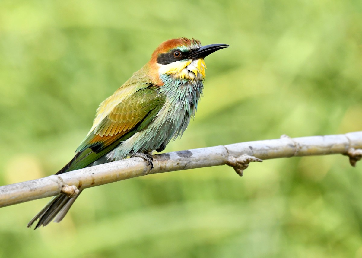 vlha pestrá - ML641452857