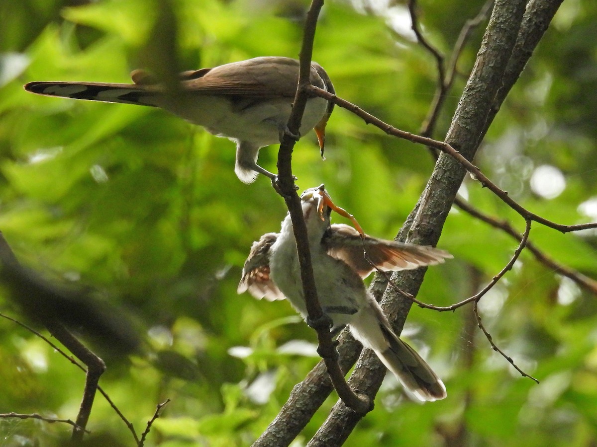 Yellow-billed Cuckoo - ML641452866