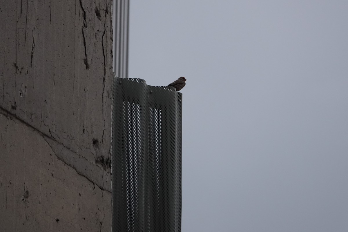 House Finch - ML641452869