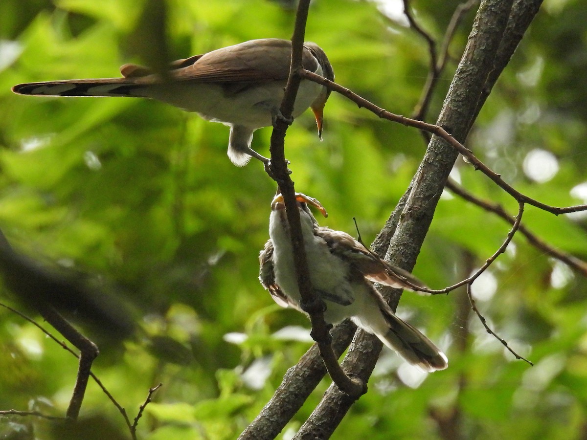Yellow-billed Cuckoo - ML641452883
