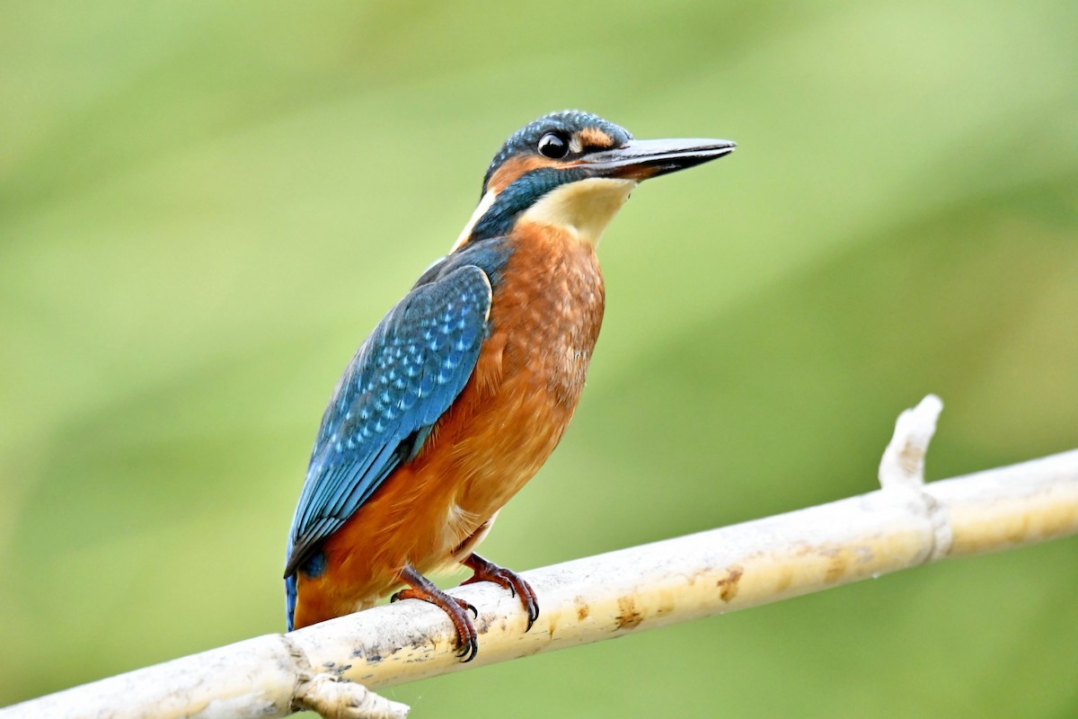 ledňáček říční - ML641452886