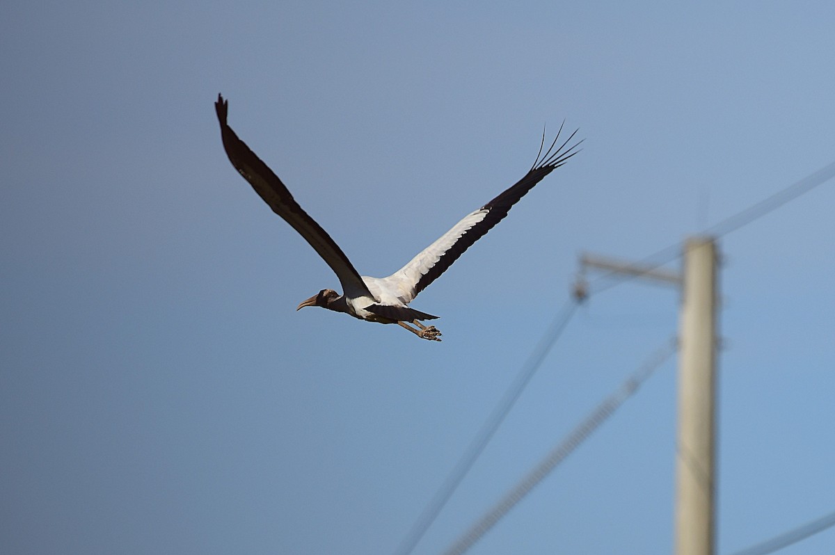 Wood Stork - ML641452891