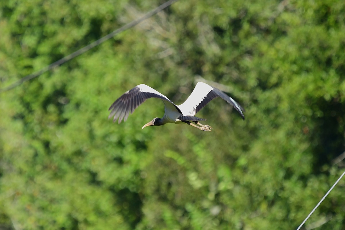 Wood Stork - ML641452893