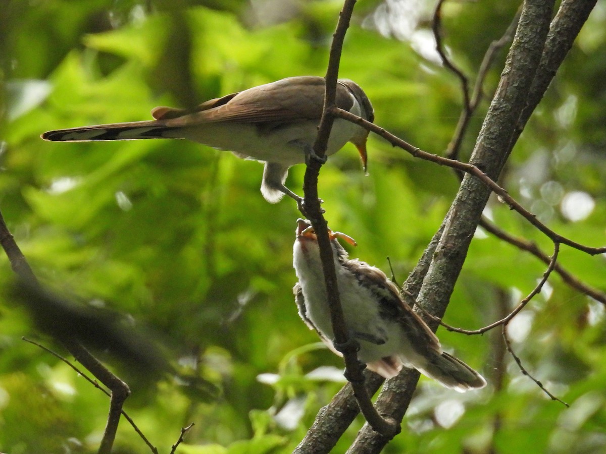 Yellow-billed Cuckoo - ML641452899