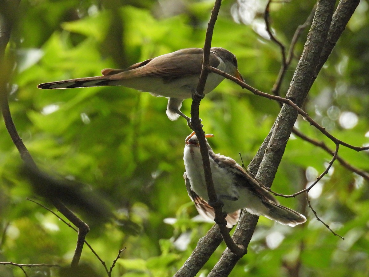 Yellow-billed Cuckoo - ML641452911