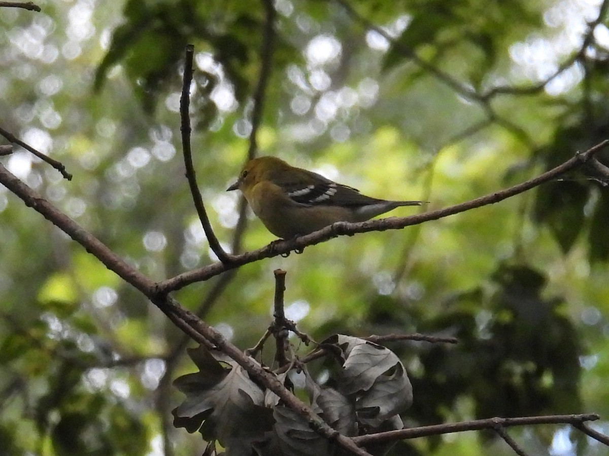 Bay-breasted Warbler - ML641452921