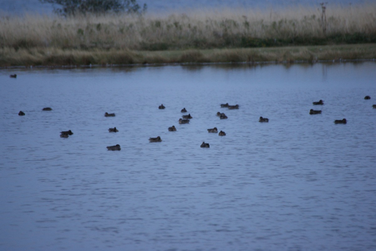 čírka obecná (ssp. crecca) - ML641452981
