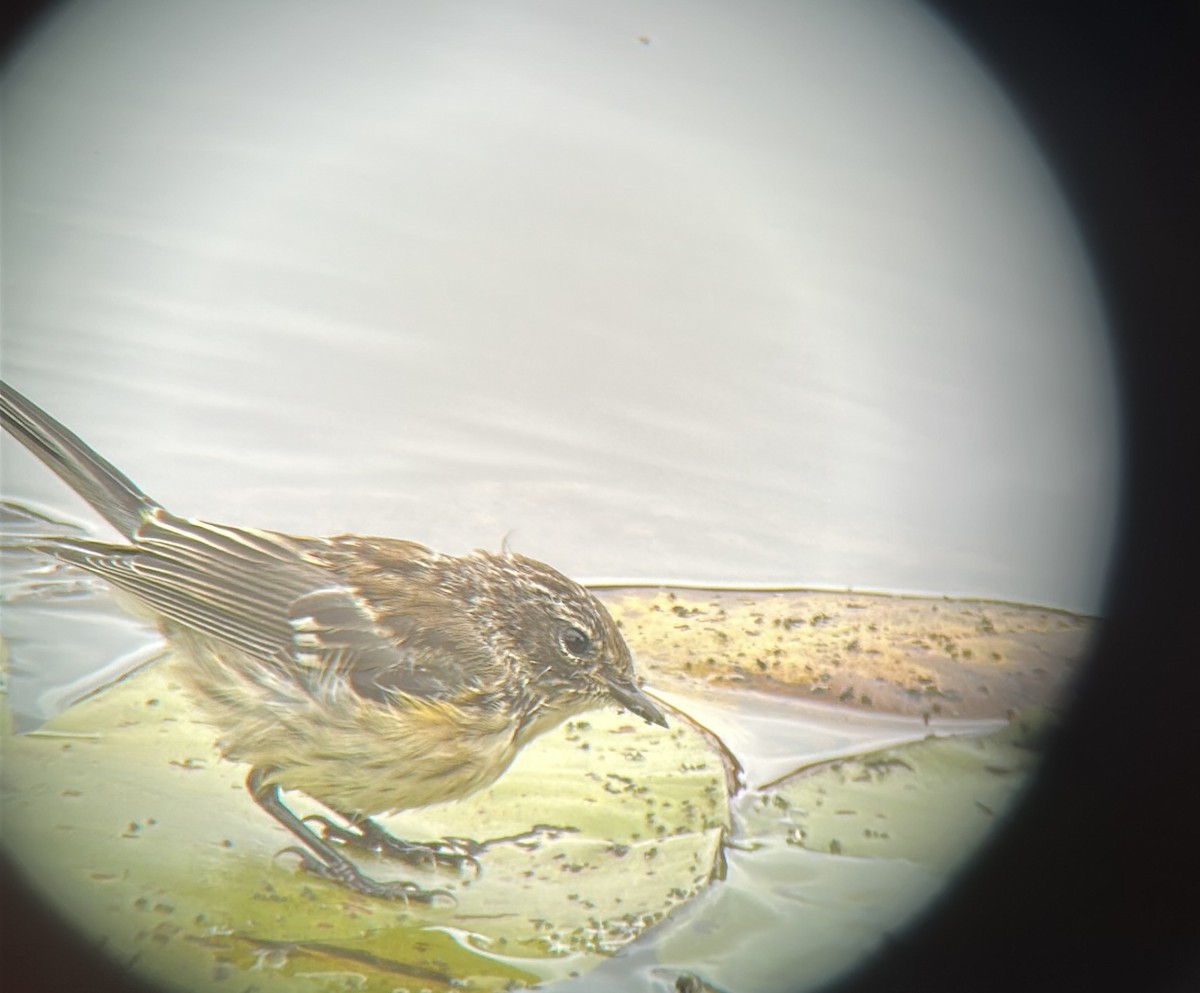 Yellow-rumped Warbler - ML641453018