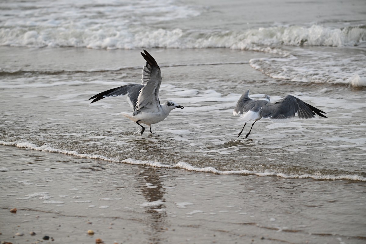 Laughing Gull - ML641453021