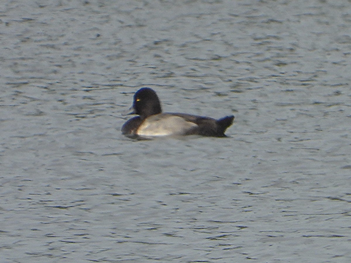 Greater/Lesser Scaup - ML641453032