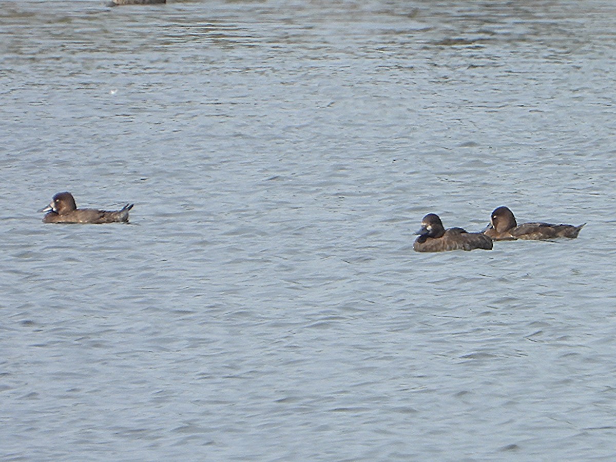 Greater/Lesser Scaup - ML641453033