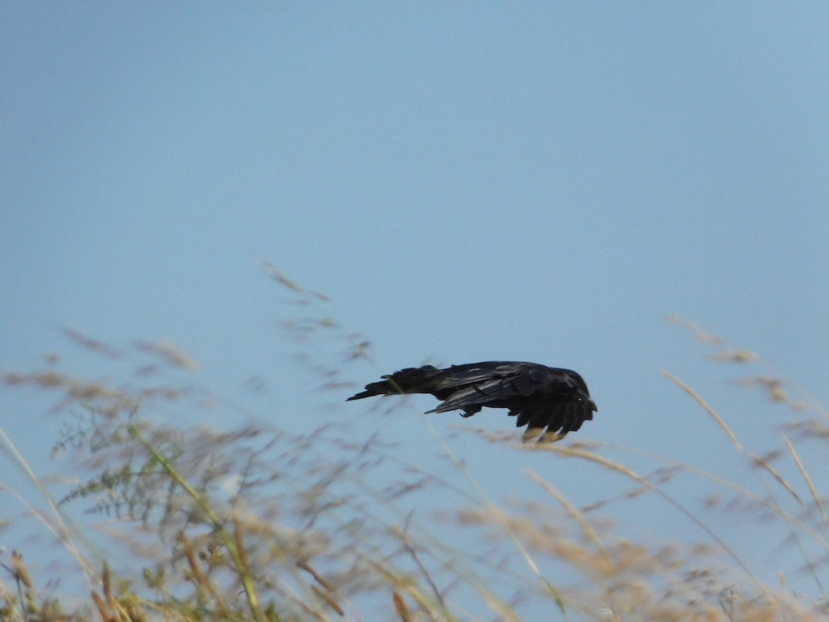Common Raven - ML641453045