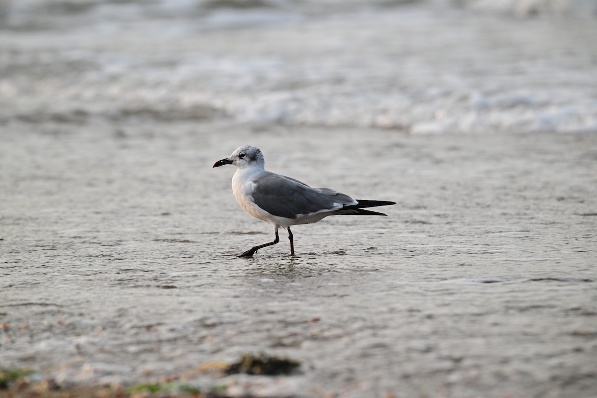Laughing Gull - ML641453053