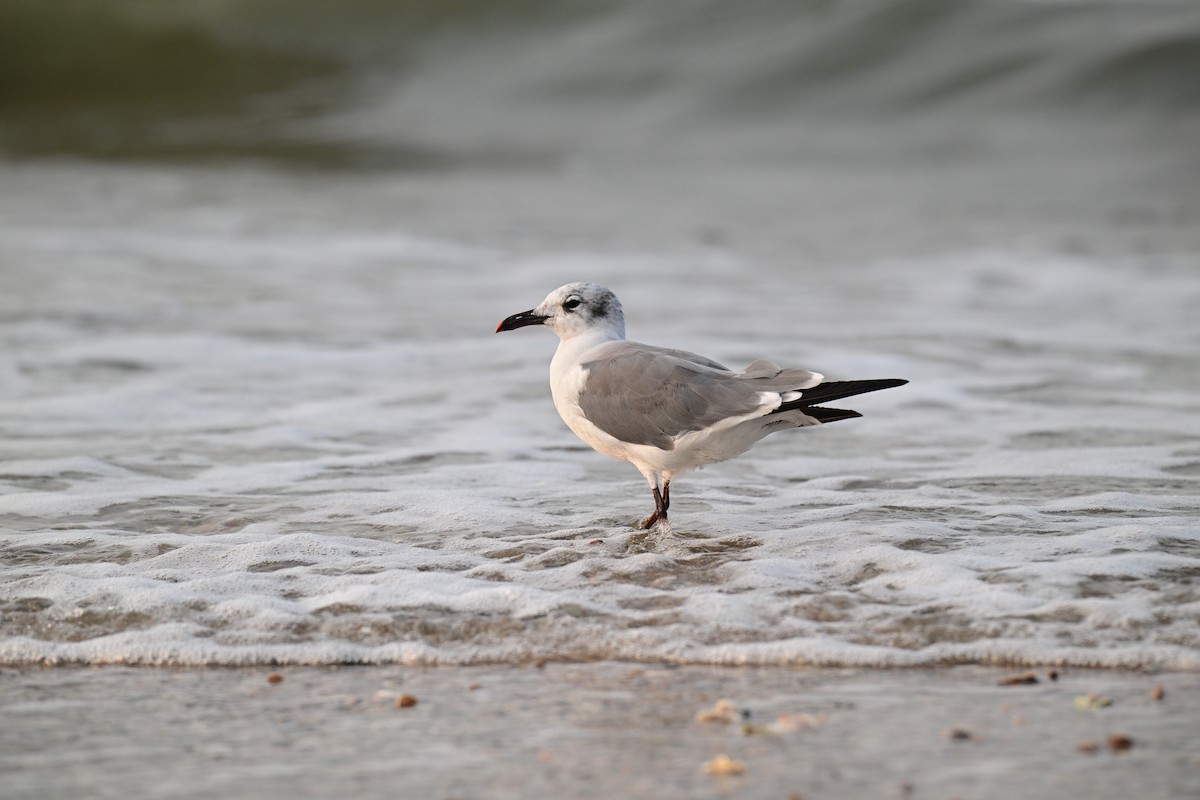 Laughing Gull - ML641453094