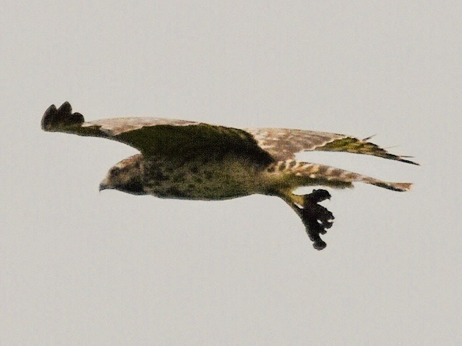 Red-shouldered Hawk - ML641453097