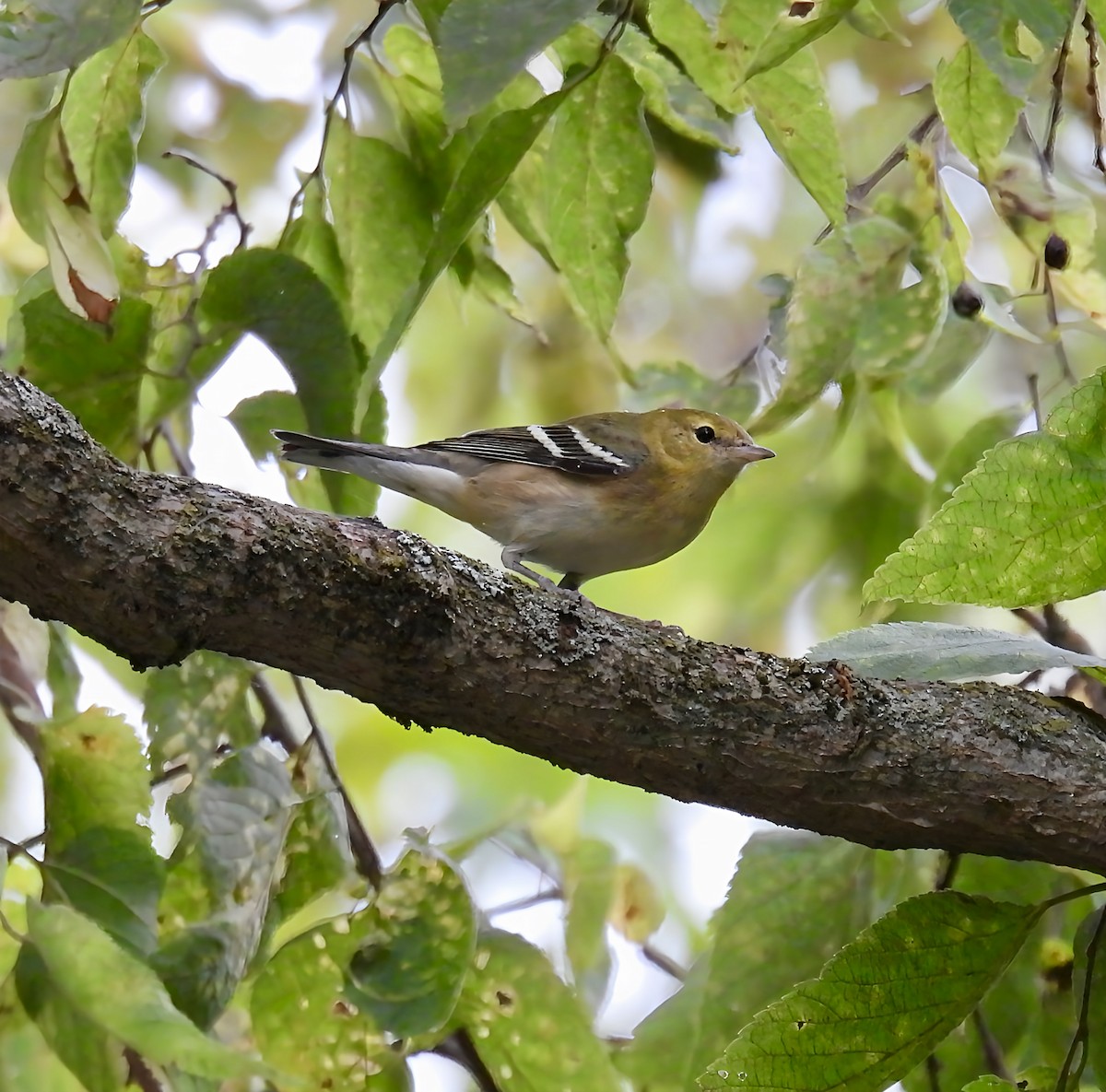 Bay-breasted Warbler - ML641453105