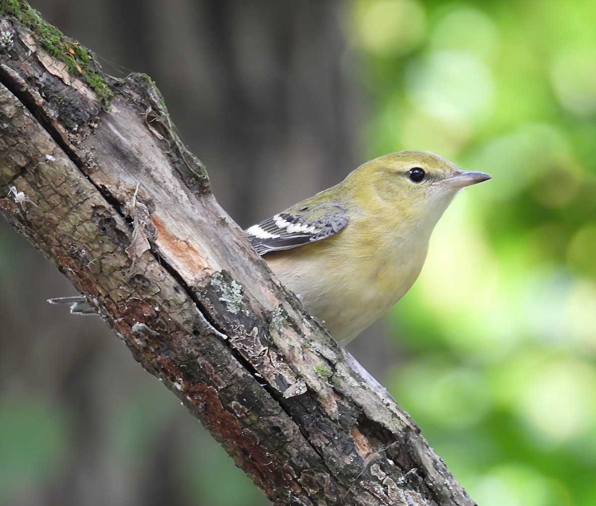 Bay-breasted Warbler - ML641453106