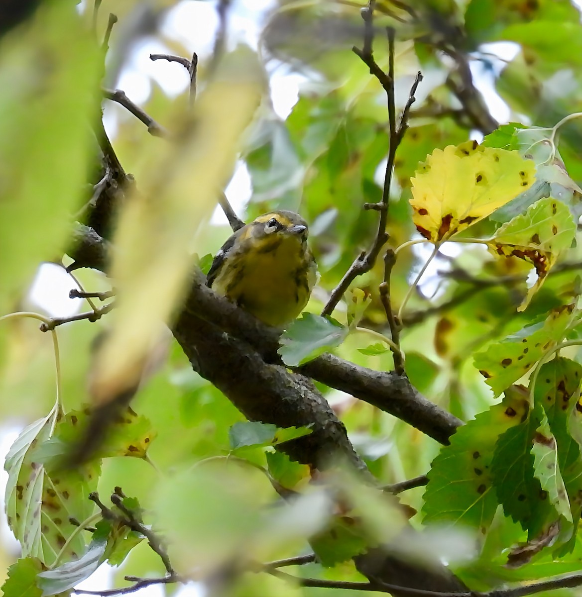 Blackburnian Warbler - ML641453122