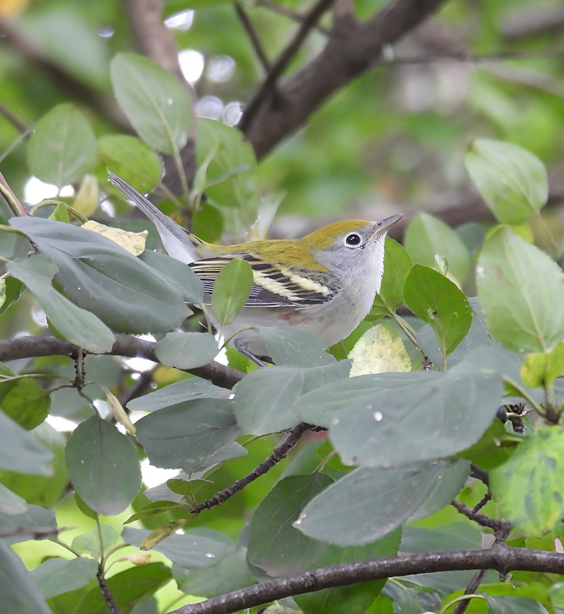Chestnut-sided Warbler - ML641453131