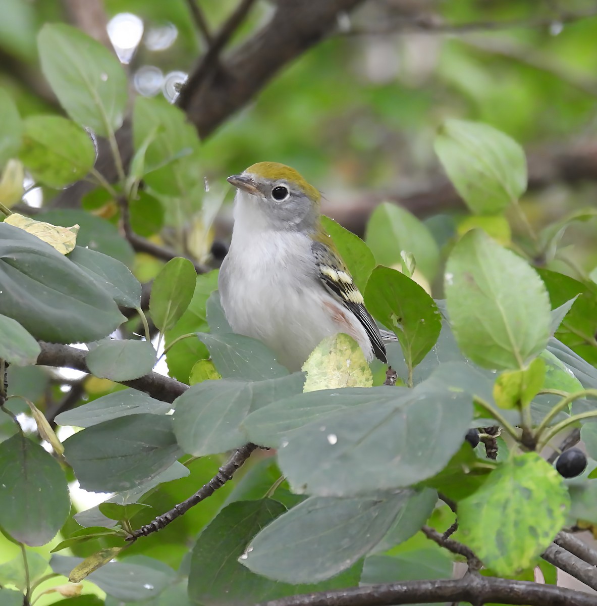 Chestnut-sided Warbler - ML641453132