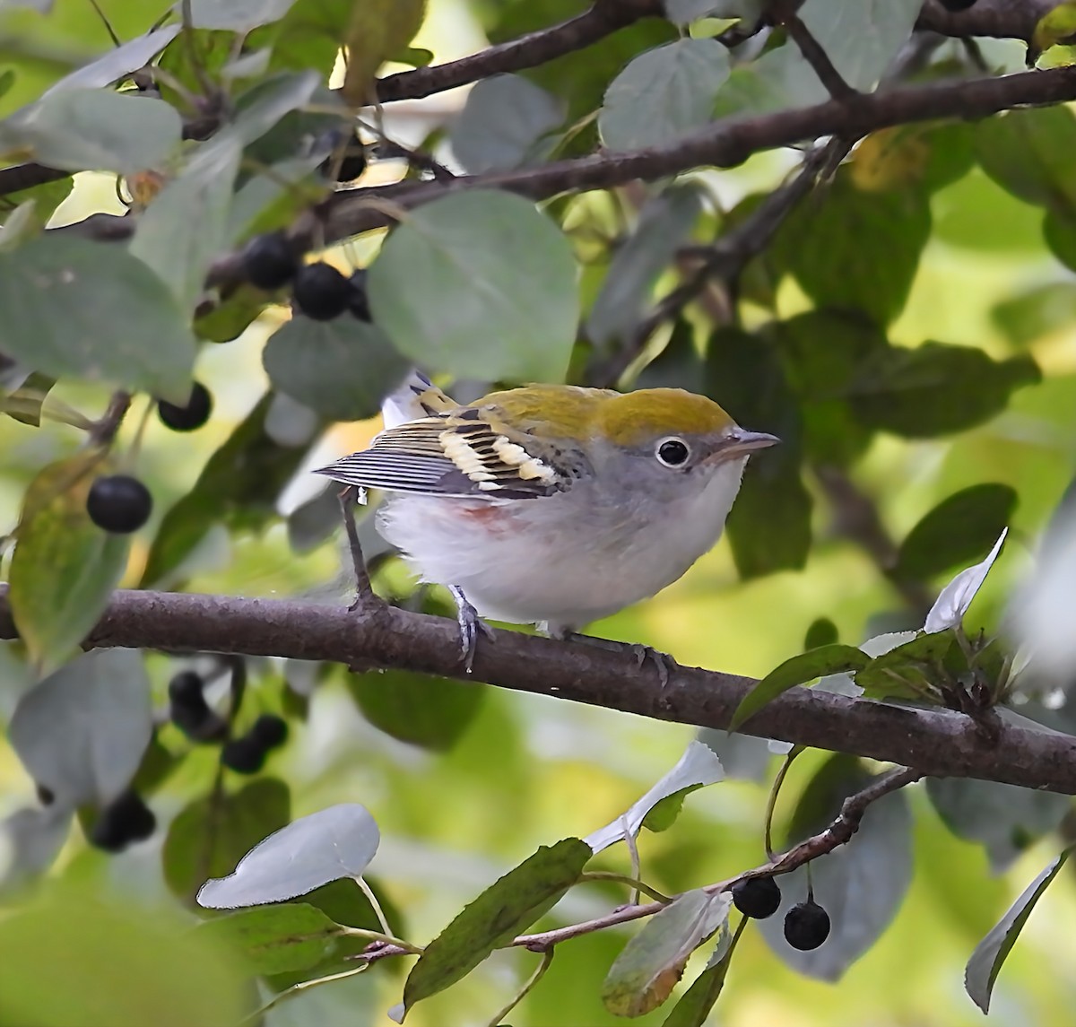 Chestnut-sided Warbler - ML641453133