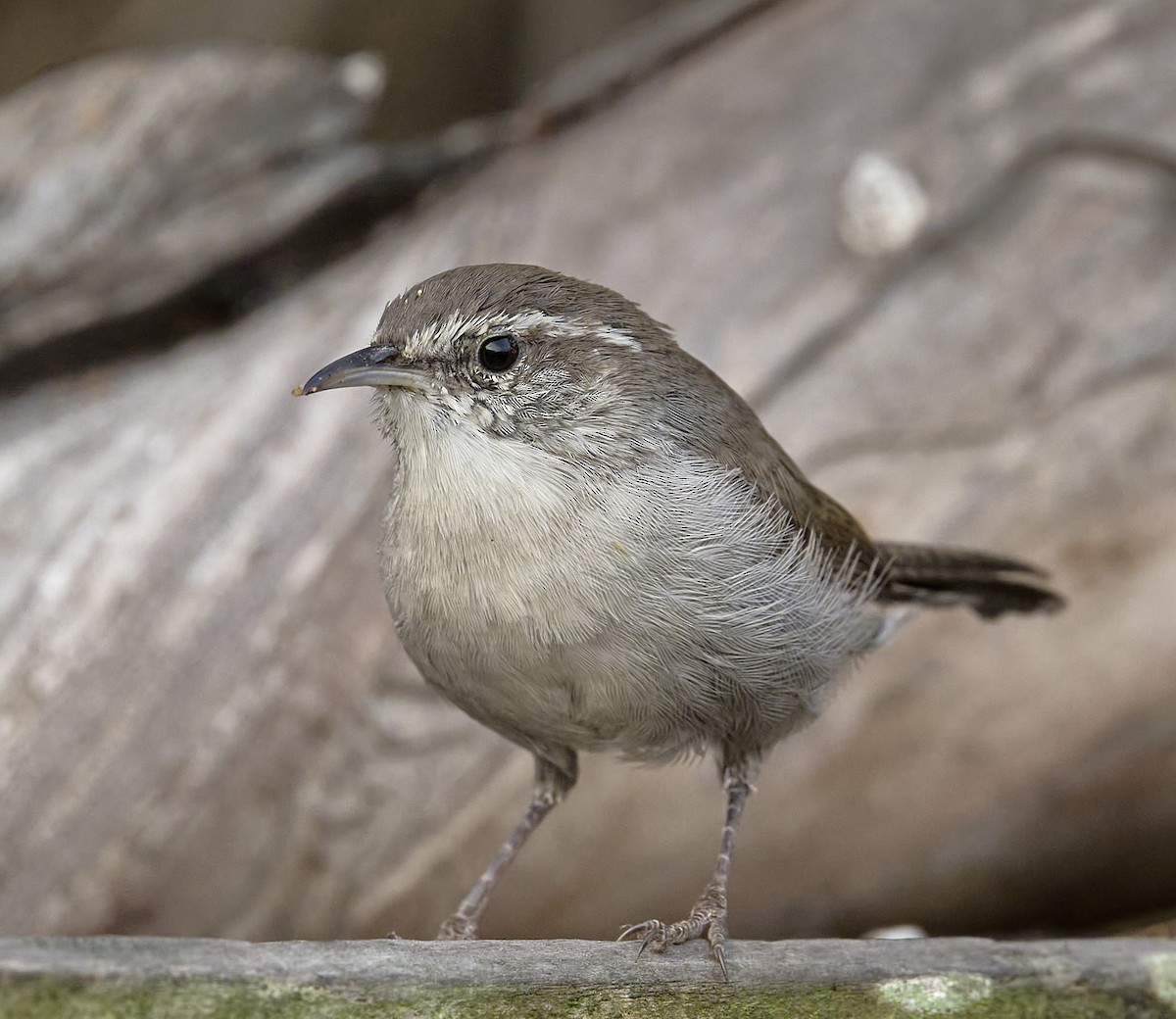 Bewick's Wren - ML641453135