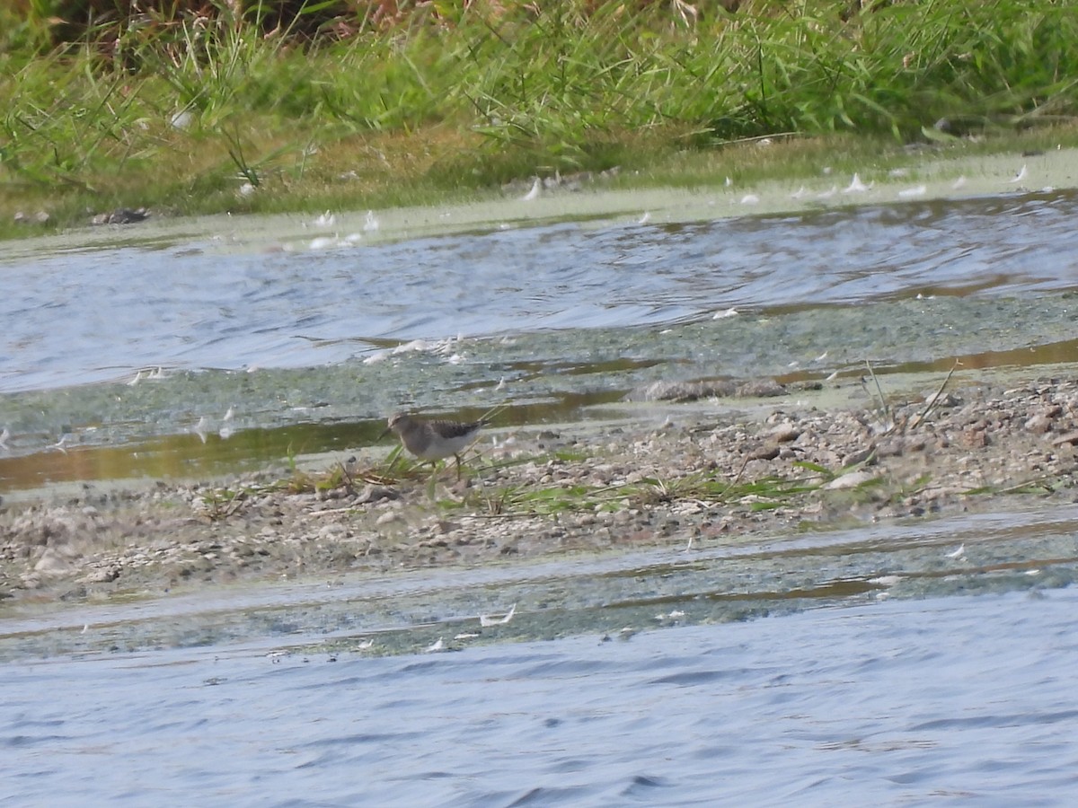 Bécasseau à poitrine cendrée - ML641453138