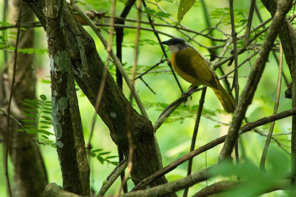 Gray-headed Tanager - ML641453147