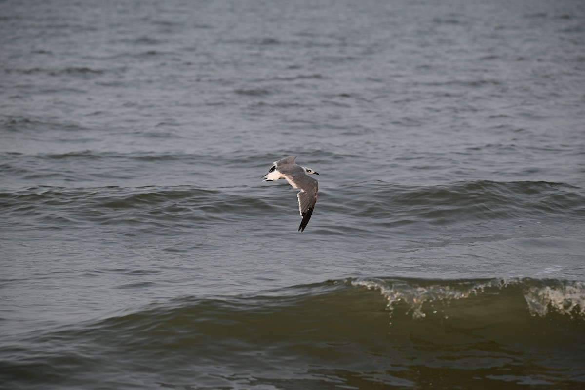 Laughing Gull - ML641453152