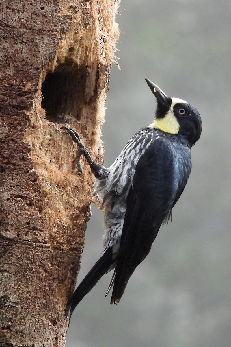 Acorn Woodpecker - ML641453169