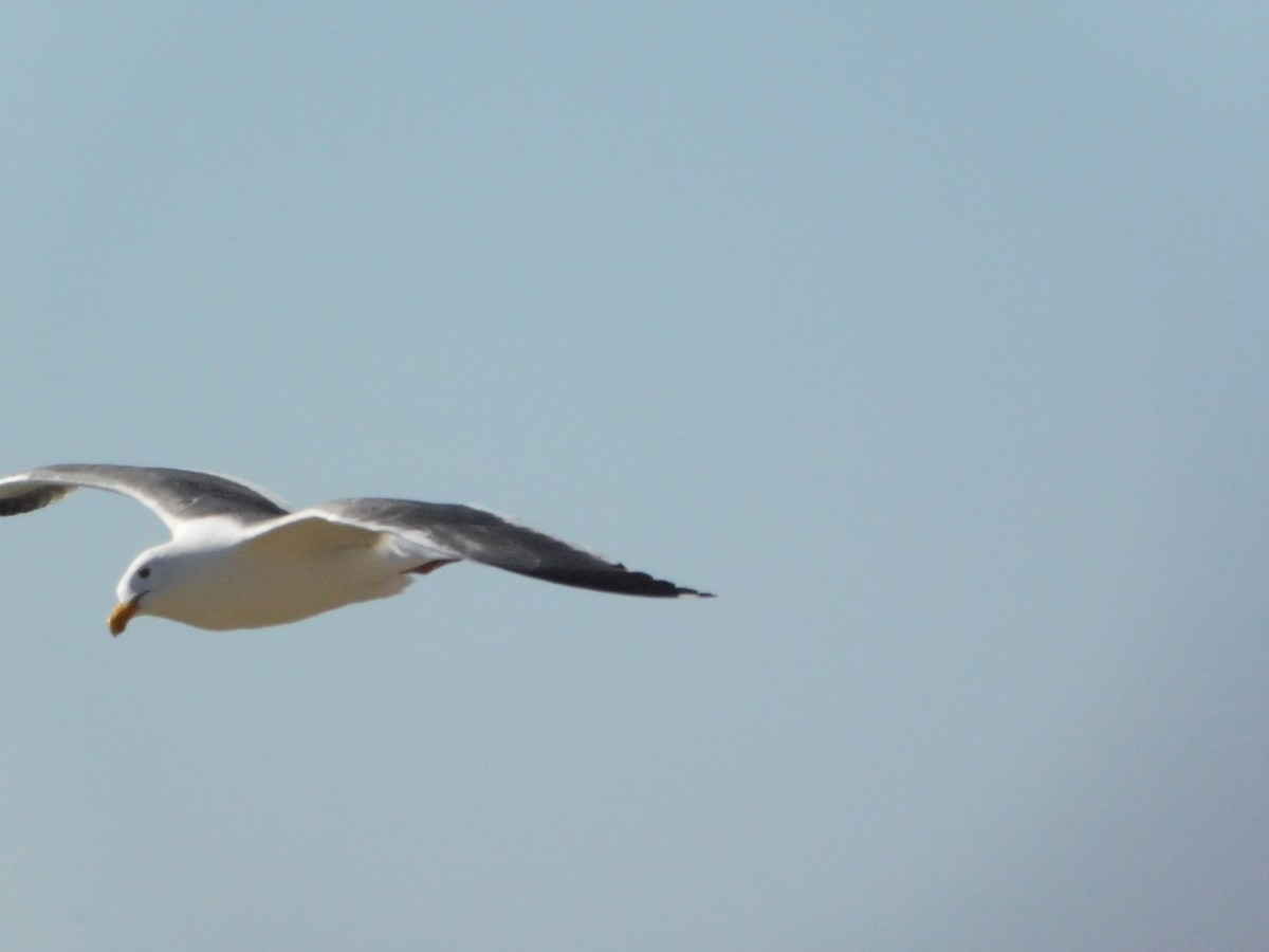 Western Gull - ML641453188