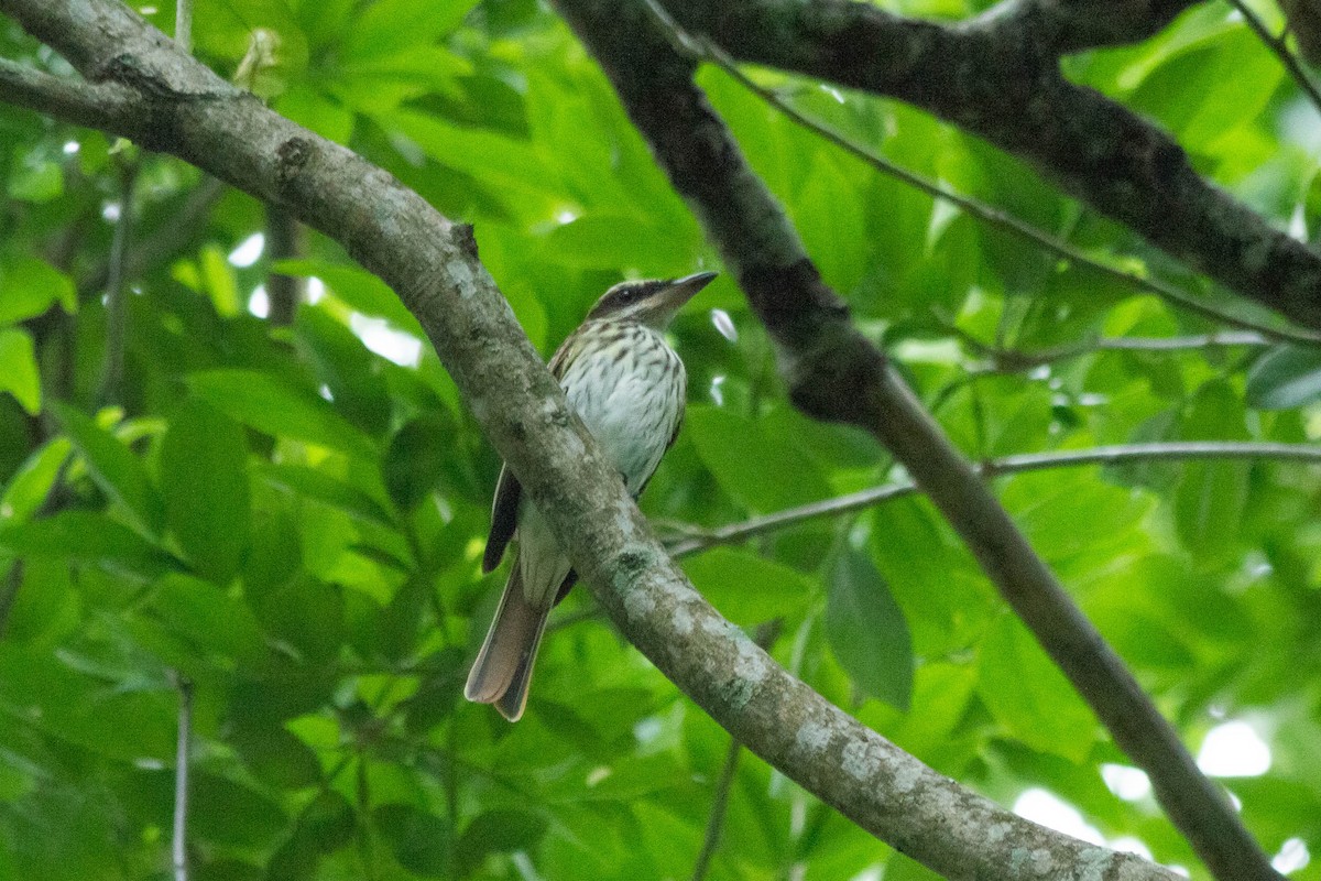 Streaked Flycatcher - ML641453209