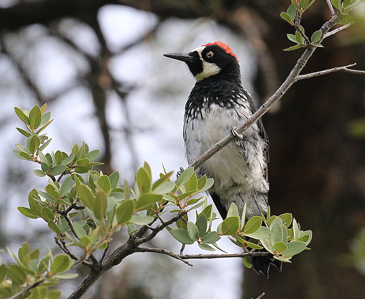 Acorn Woodpecker - ML641453294